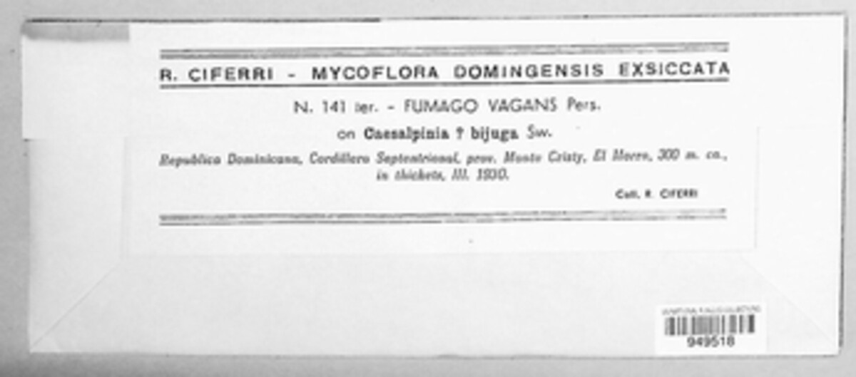 Leptoxyphium fumago image